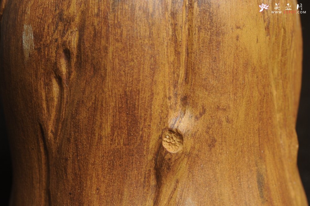 紫砂壶图片：特惠文气树桩茶叶罐 - 美壶网